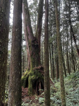 阿里山森林区のヒノキ